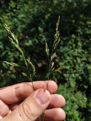 Poa sterilis