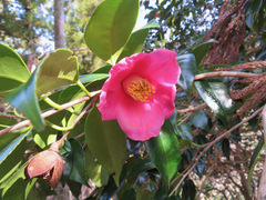 Camellia japonica