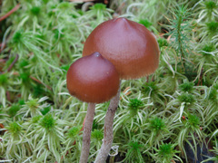 Psilocybe fuscofulva
