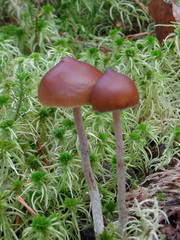 Psilocybe fuscofulva