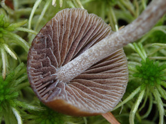 Psilocybe fuscofulva