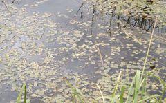 Hydrocharis morsus-ranae