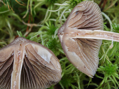 Psilocybe fuscofulva