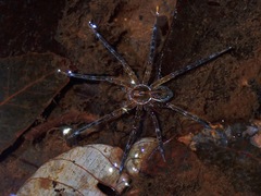 Dolomedes mizhoanus