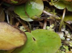 Hydrocharis morsus-ranae