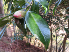 Camellia japonica
