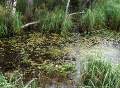 Hydrocharis morsus-ranae