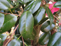 Camellia japonica