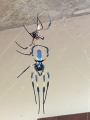 Trichonephila inaurata inaurata