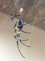 Trichonephila inaurata inaurata