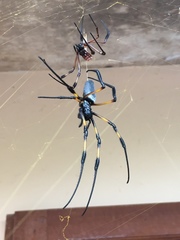 Trichonephila inaurata inaurata