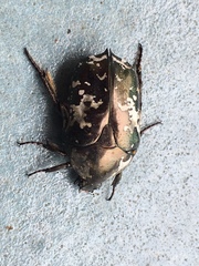 Protaetia aurichalcea