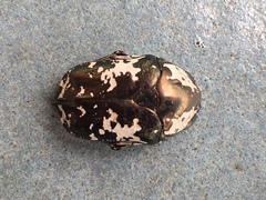 Protaetia aurichalcea