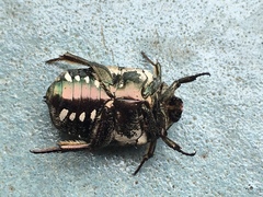 Protaetia aurichalcea