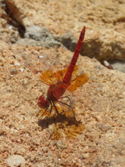 Trithemis kirbyi