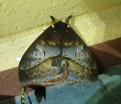 Automeris egeus