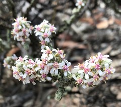Olearia lepidophylla