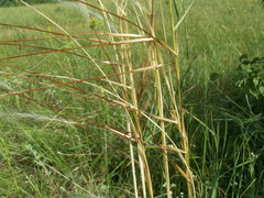 Stipa dasyphylla