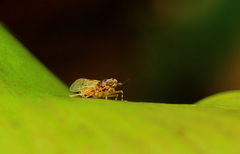 Megamelus scutellaris