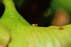 Megamelus scutellaris