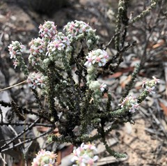 Olearia lepidophylla