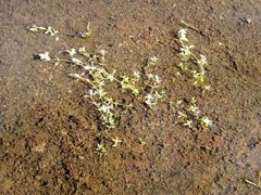 Callitriche palustris