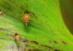 Megamelus scutellaris