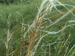 Stipa dasyphylla
