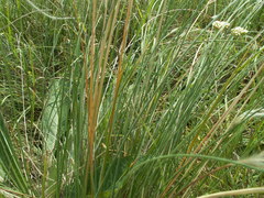 Stipa dasyphylla
