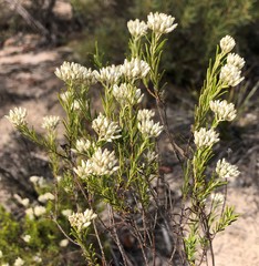 Cassinia laevis
