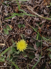 Sonchus nanus