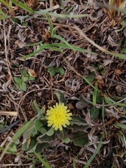 Sonchus nanus