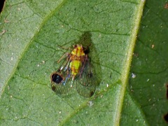 Paricana