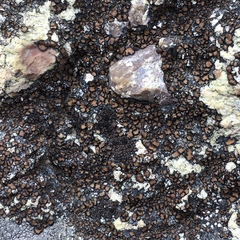 Rhizocarpon bolanderi