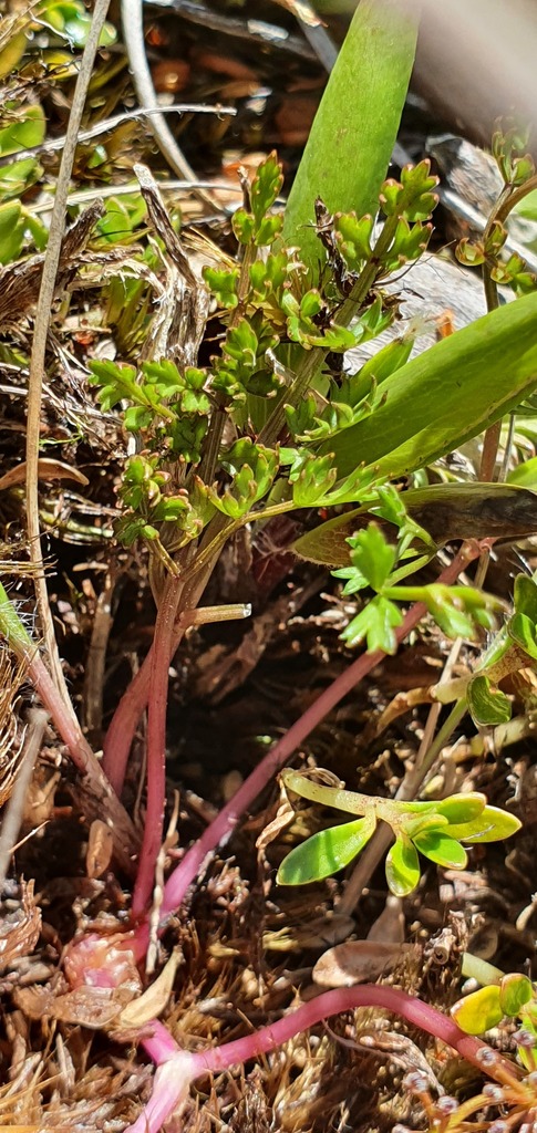 Anisotome deltoidea