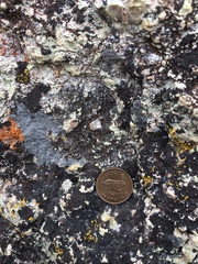 Rhizocarpon bolanderi