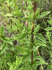 Ocimum tubiforme