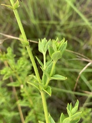 Ocimum tubiforme