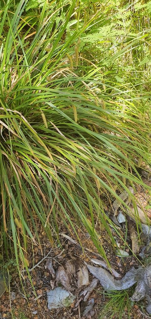 Cockayne's sedge (Carex cockayneana)