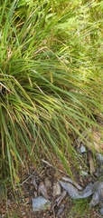 Carex cockayneana