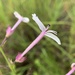 Ocimum tubiforme - Photo (c) Troos van der Merwe, some rights reserved (CC BY-NC), uploaded by Troos van der Merwe