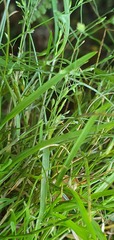 Poa breviglumis