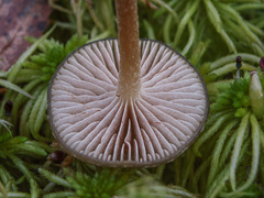 Phaeonematoloma myosotis