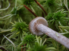 Phaeonematoloma myosotis