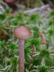 Phaeonematoloma myosotis