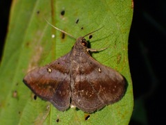 Hadennia hypenalis
