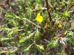 Phyllota remota