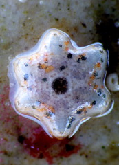 Meridiastra