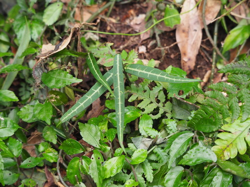 Gardneria multiflora (Gardneria multiflora)