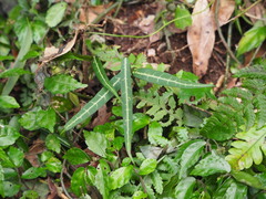 Gardneria multiflora
